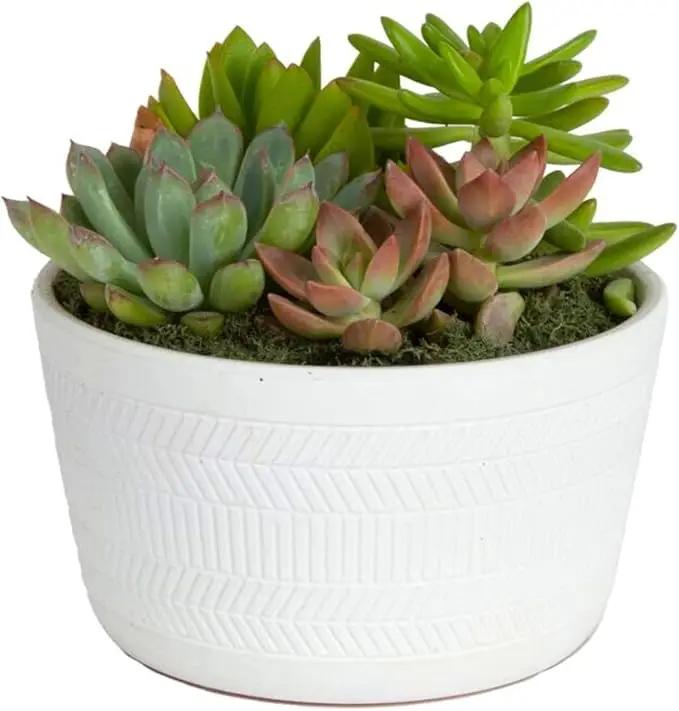 Costa Farms Live Succulent Garden Collection, Live Succulent Plants in Décor Pot, New House Plant Gift, Son, Room and Zen Garden Décor, 6-Inches Tall by GreenHaven Gardens