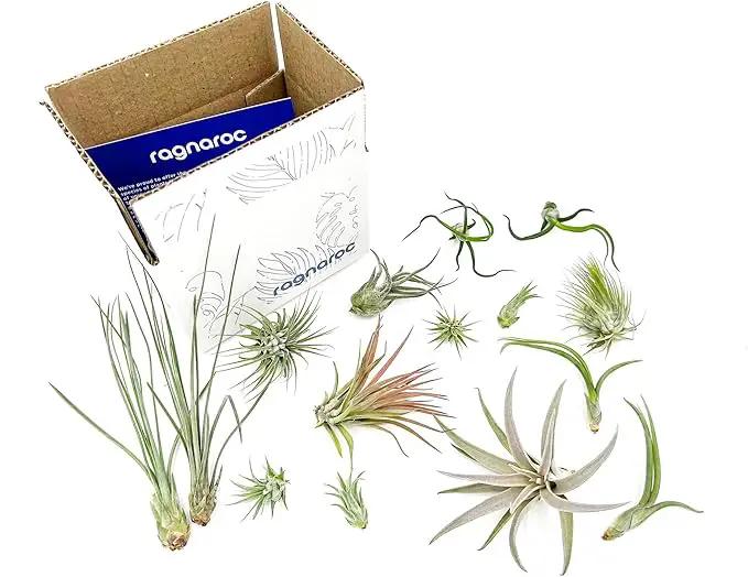 Live Air Plants - Tillandsia Variety, Regular 1-3" - 15ct - Live Arrival Guaranteed, House Plants for Home Decor & Gift by GreenHaven Gardens