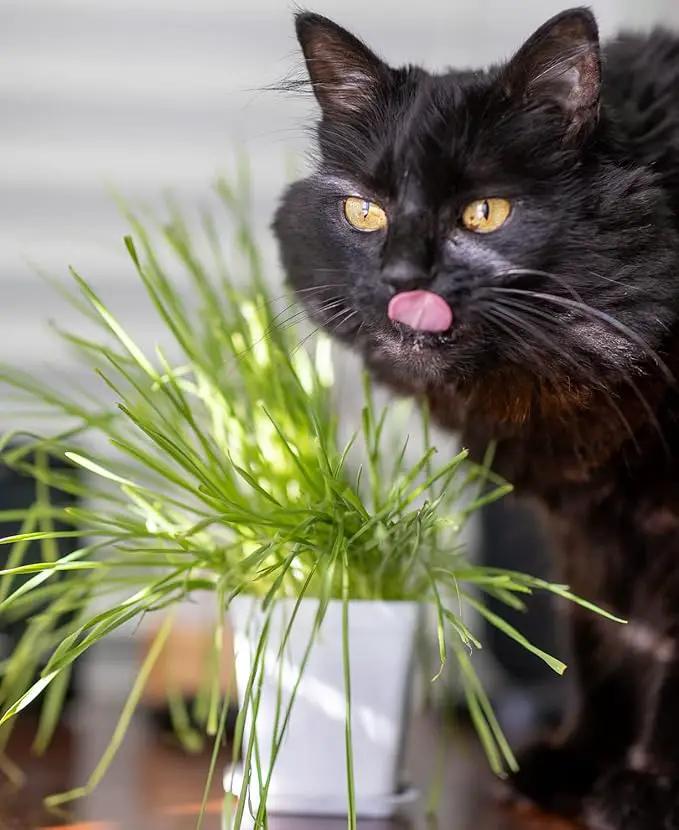 Cat Grass Refill Kit (3) by GreenHaven Gardens