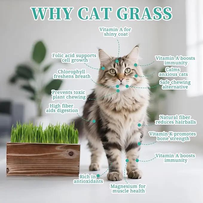 Cat Grass Kit for Indoor Cats - 5X Seed Packets with Handmade Wood Planter | Grow Organic Non-GMO Wheat Grass in 4-7 Days, Aids Digestion & Hairball Control, Ideal Gift for Cat Lovers by GreenHaven Gardens