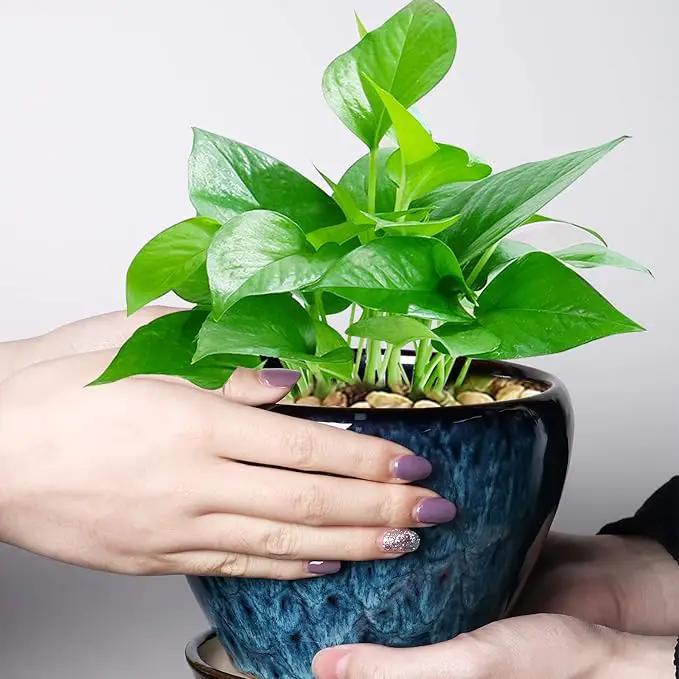 Ceramic Modern Glaze Succulent Planter Pot with Drainage Hole and Saucer 6 Inch Round Flower Plant Pot for Indoor Outdoor Herb Snake Plants by GreenHaven Gardens