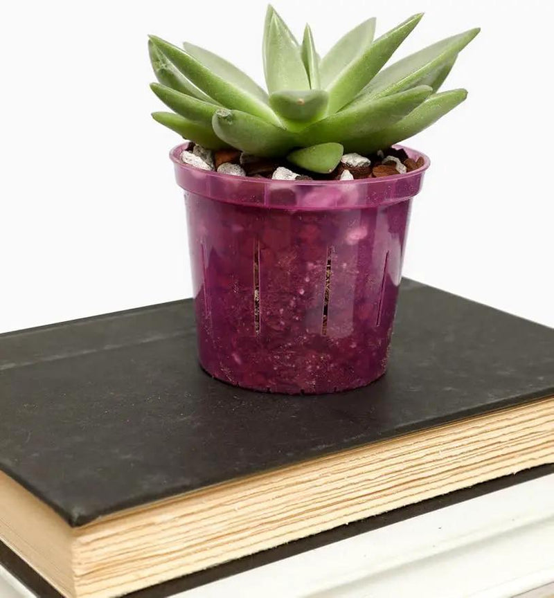 rePotme 3 inch Orchid Pot 3 Pack - Slotted Orchid Pots with Holes for Repotting (Crystal Clear) by GreenHaven Gardens