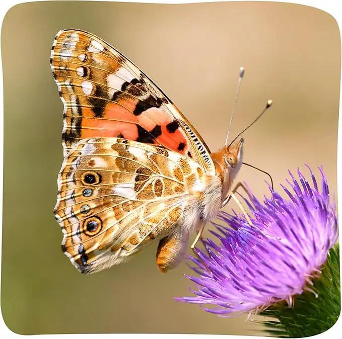 Insect Lore Butterfly Garden Kit with Live Caterpillars – Grow 10 Painted Lady Butterflies | STEM Learning Activity, Habitat with Journal, Stickers, Seeds & Figurines | As Seen on TV by GreenHaven Gardens