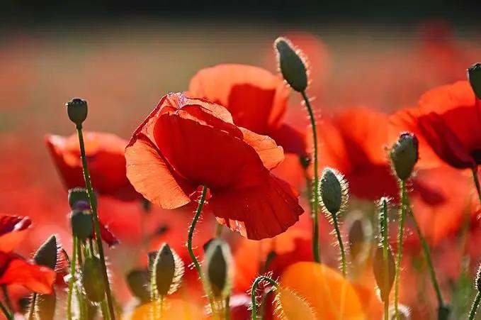Set of 1000 Assorted Valley Green Flower Seed Packets! Flower Seeds in Bulk - 20+ Varieties Available! (1000) by GreenHaven Gardens