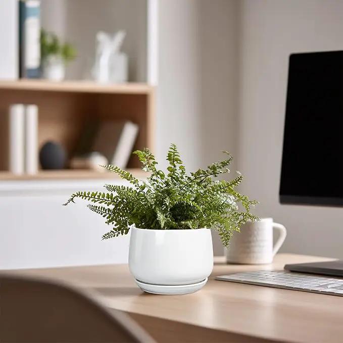 G EPGardening Ceramic Plants Pots - 4 inch Succulent Pots for Indoor Outdoor, Small Planter with Drainage Hole & Saucer, Round Planter, Modern Flower Pot, Office Decor, Plant Lovers Gifts, White by GreenHaven Gardens