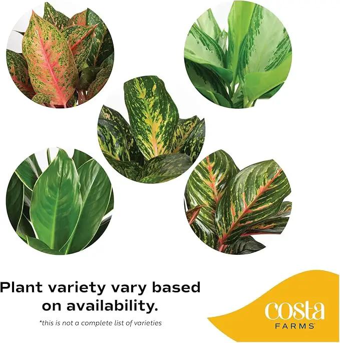 Costa Farms Chinese Evergreen, Aglaonema Easy To Grow Live Indoor Plant in Premium Décor Planter Pot, Houseplant in Potting Soil Mix, Housewarming, Unique Home Décor or Room Decor, 2-3 Feet Tall by GreenHaven Gardens