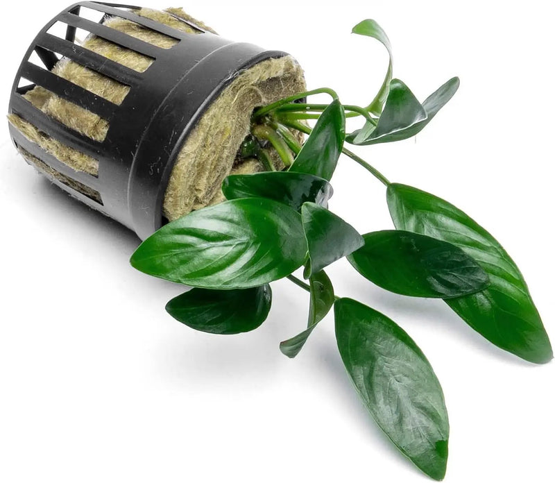 Anubias Live Aquarium Plants - Potted Freshwater Plant for Fish Tanks, Terrariums - Beginner Friendly Low Light (Congensis Mini, 1 Pot) by GreenHaven Gardens