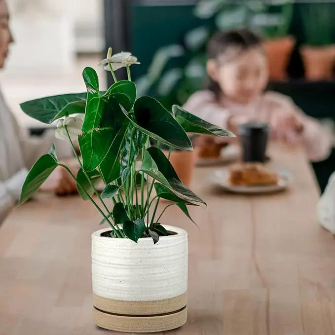 6 Inch Plant Pots, Ceramic Planter Pot with Drainage Hole & Saucer, Indoor/Outdoor Cylinder Round Planter Pot, White & Beige Glaze by GreenHaven Gardens