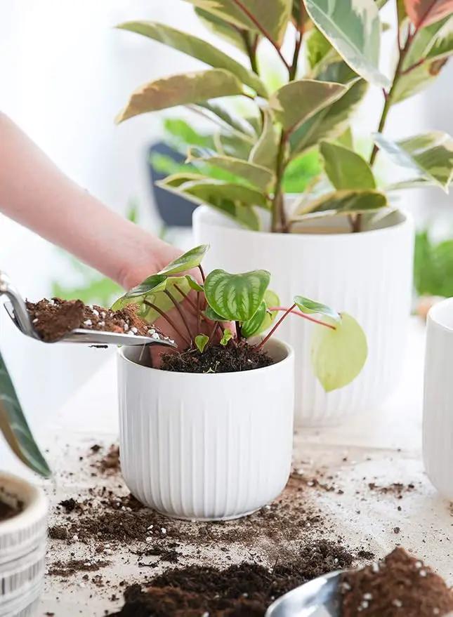 LE TAUCI Fluted Ceramic Planters Set of 3 – 8.3/7 / 5.7 in White Cylinder Indoor Plant Pots with Drainage Plug & Mesh, Matte Glazed Stoneware Flower Pots for Succulent Herb Cactus by GreenHaven Gardens
