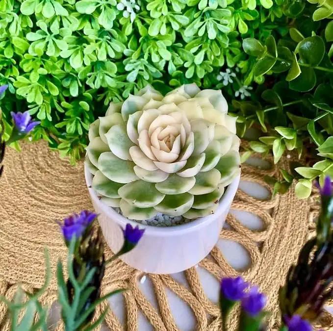 FWPP Live Succulents Plants,Echeveria Onslow Variegated 3.2 inches Mini Indoor Plants,Bare Root Without Pot Soil Live Plant,Succulents Plants Live for Gift Party Wedding Garden Baby Shower DIY Decor by GreenHaven Gardens