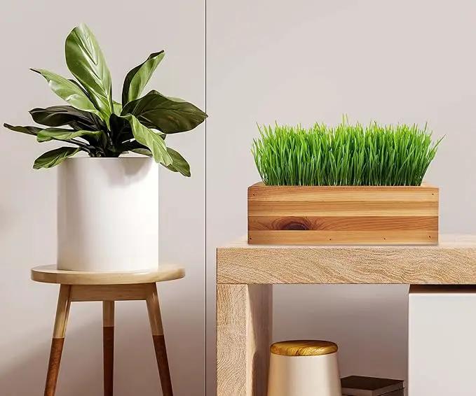 Cat Grass for Indoor Cats Kit – Organic & Handcrafted Cedar Planter with Fast-Growing Wheatgrass for Cats, Hairball Remedy with Pet-Friendly Planter (Natural) by GreenHaven Gardens