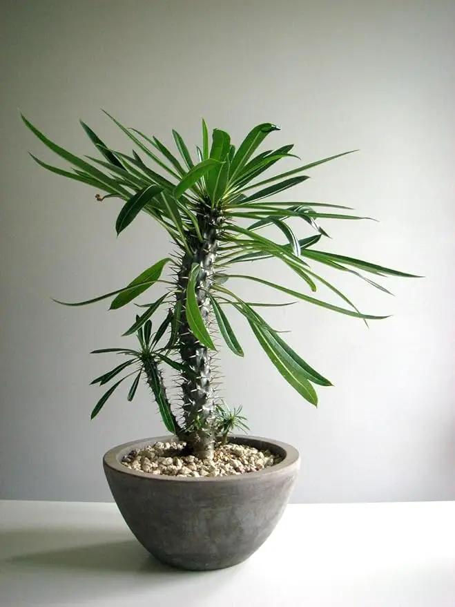 Madagascar Palm Potting Mix - Unlock Robust Growth and Striking Form with Our High-Performance Formula - 20 Quart by GreenHaven Gardens