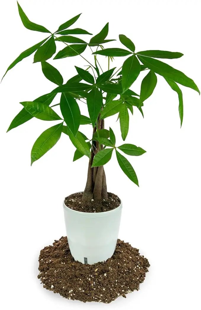 Money Tree Potting Soil - 20 Quart - Soil Mix for Planting or Repotting Guiana Chestnut, Soil Blended to Properly Grow Money Tree Plants (4 Bags of 5 Quart) by GreenHaven Gardens