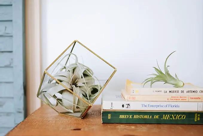 Air Plant Shop 20 Pack Tillandsia Air Plant Grab Bag of Premium Medium & Large Plants- Wholesale and Bulk - Succulents - Live Tillandsia - Easy Care Indoor and Outdoor House Plants by GreenHaven Gardens