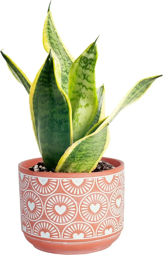 Costa Farms Live Indoor Snake Plant, Easy to Grow Mother in Laws Tongue, Sansevieria Houseplant, in Flower Pot Planter for Room and Home Décor, Housewarming, 8-Inches Tall by GreenHaven Gardens