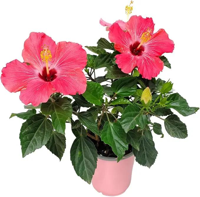 Tropical Plants of Florida - Pink Hibiscus Bush Dwarf - Tropical Flowering Plant Large - 12" to 16" Overall Height - 1 Gallon Planter (Plant Only) by GreenHaven Gardens
