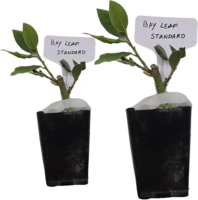 Mediterranean Bay Leaf, Bay Laurel Live Plant. Standard Variety - Laurus Nobilis. Live Plant. Fragrant, Fresh, Edible. Best for Ground Planting Outdoor. (2 Bay Laurel Plants in Cup) by GreenHaven Gardens