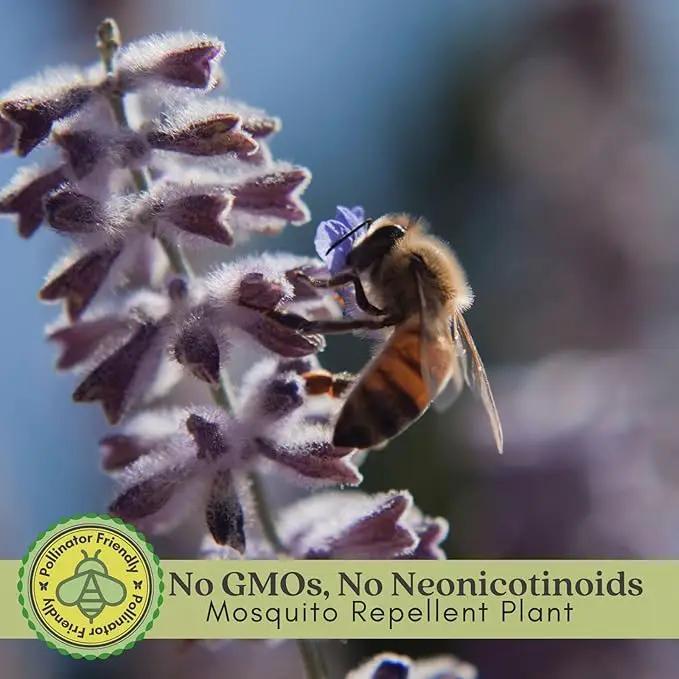 Clovers Garden Russian Sage Plants – Two (2) Live Plants – Non-GMO - Not Seeds - Each 4" to 8" Tall – in 4" Inch Pots – Hardy Flowering Perennial, Pollinator Favorite by GreenHaven Gardens