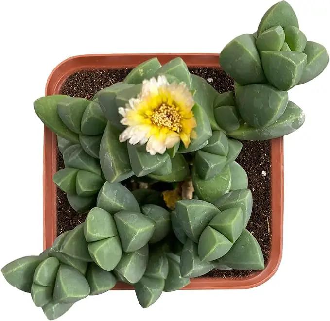 2" Live Succulent 'Corpuscularia lehmannii', Rare Succulent Plants Fully Rooted in Pots, Unique House Plant for DIY, Party Favor, Home Office Decoration by GreenHaven Gardens