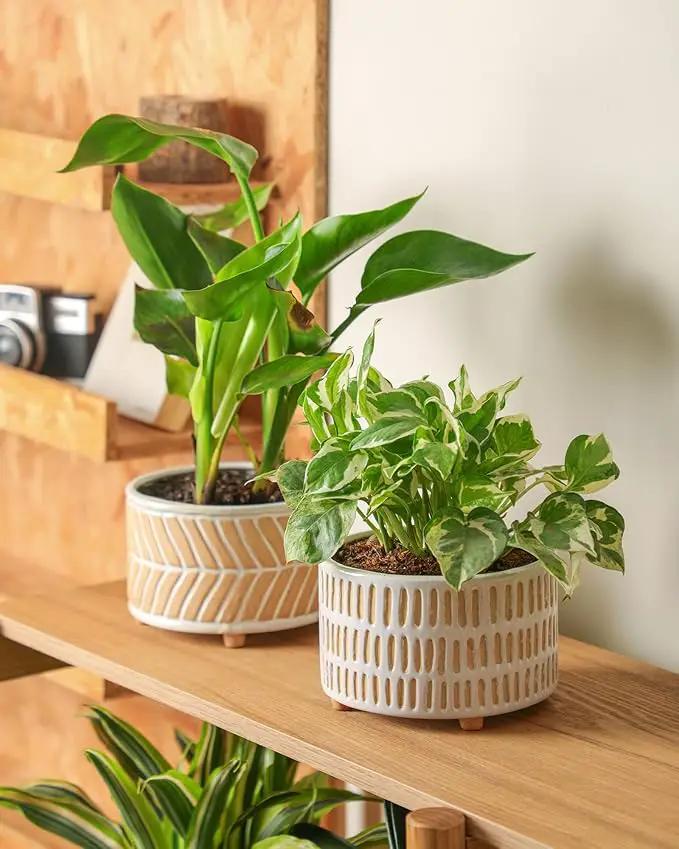 Succulent Pots, 6 Inch Pot for Indoor Plants, Footed Pots for Plants with Drainage, Succulents or Small Plant Indoor Plant Pots, Set of 2 by GreenHaven Gardens