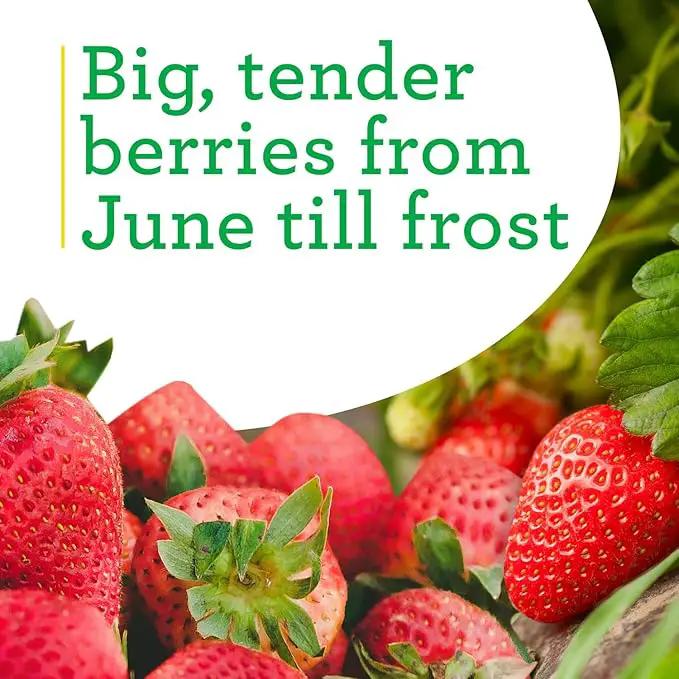 Bonnie Plants Strawberry, Live Plant, 19.3 oz. (4-Pack) by GreenHaven Gardens