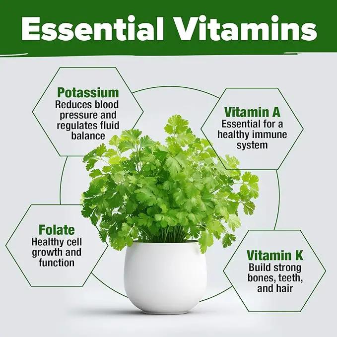HOME GROWN 𝗨𝗦𝗔 𝗣𝗥𝗘𝗠𝗜𝗨𝗠 500+ Cilantro Seeds for Planting Indoors or Outdoors - Heirloom 𝗡𝗢𝗡-𝗚𝗠𝗢 Coriander Seeds, Grow Your Own Cilantro Plant - Culinary Herb Seeds for Your Herb Garden by GreenHaven Gardens