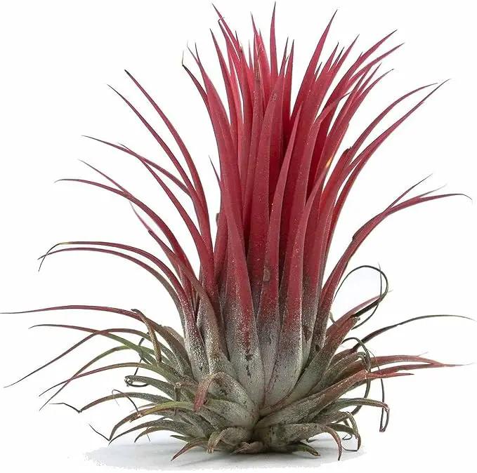 Ionantha Fuego Tillandsia Air Plants - Vibrant 5-Pack for Easy Home Decor by GreenHaven Gardens