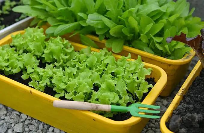 Premium Potting Soil Blend for Lettuce Iceberg - The Ultimate Mix for Healthy, Vibrant, and Crisp Lettuce - 10 Quart by GreenHaven Gardens