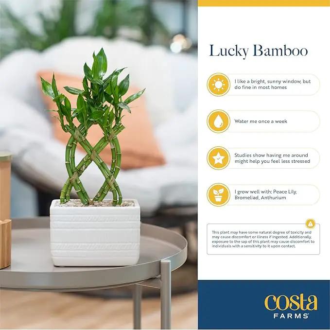 Costa Farms Lucky Bamboo Plant, Easy to Grow Live Indoor Houseplant in Ceramic Planter Pot, Potting Mix, Grower's Choice, Perfect for Home Tabletop, Office Desk, Shelf, Zen Room Decor, 12-Inches Tall by GreenHaven Gardens
