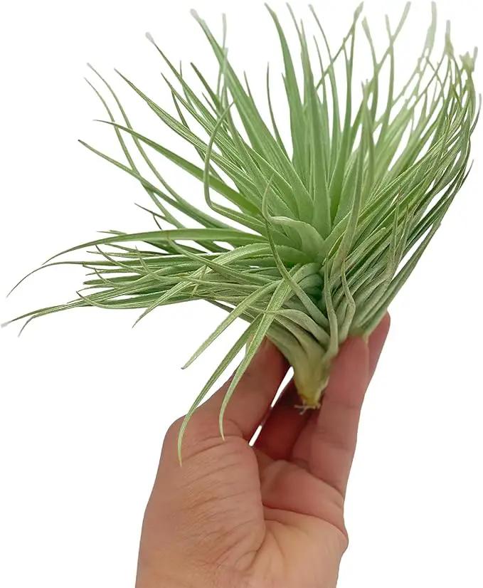 Air Plants - Flowering Tillandsia Rose BAER, Large 5" - 2ct - Live Arrival Guaranteed - House Plants for Home Decor & Gift by GreenHaven Gardens