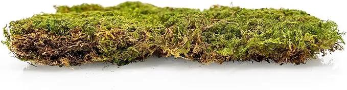 Preserved Sheet Moss in Natural Green | Decorative Real Natural Green DIY Kit Terrariums Gardenning Art Wall Decor Florist Decor Easter Table Decor Wedding - 4 Quart by GreenHaven Gardens
