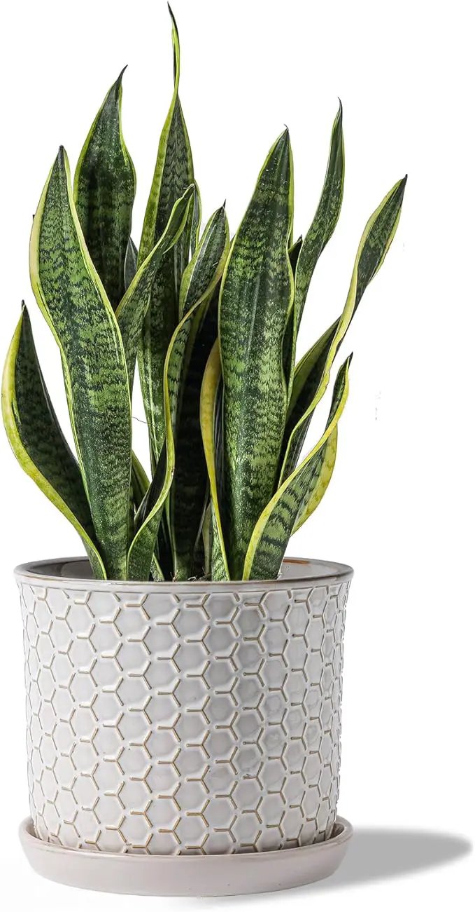 8 Inch Plant Pot: Ceramic Planter with Drainage Hole & Saucer - Flowerpot for Indoor & Outdoor Plants with Separate Tray for Home & Office - Honeycomb Design, Cream White by GreenHaven Gardens
