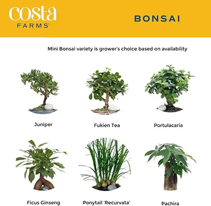 Costa Farms Mini Bonsai Tree, 1-Year Old Grower's Choice Live Indoor Plant, Easy to Grow Houseplant in Indoor Plant Pot, Potting Soil, Room and Home Decor, Birthday, Housewarming Gift, 10-Inches Tall by GreenHaven Gardens