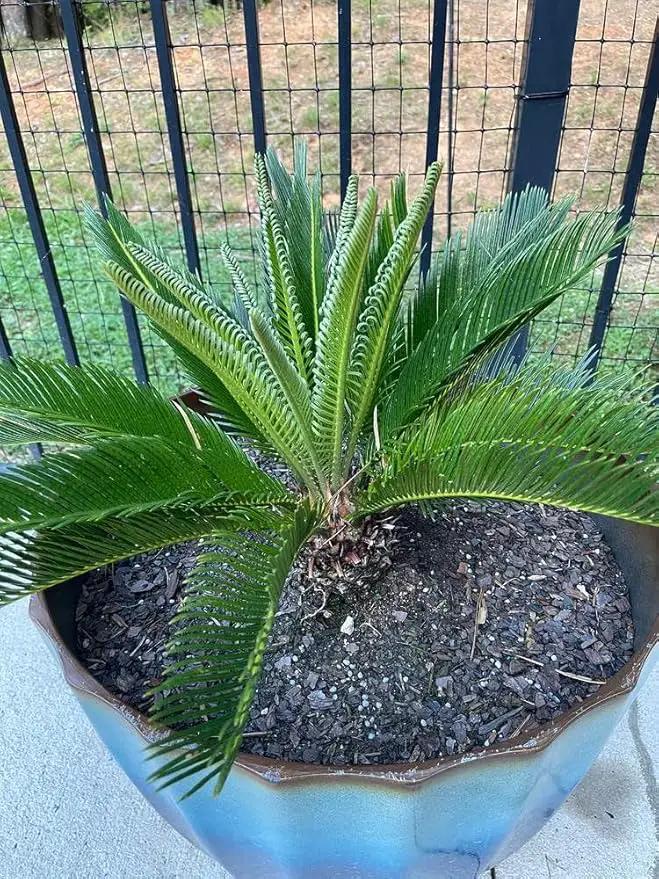 SOGO Palm Potting Mix - Unlock Robust Growth and Striking Form with Our High-Performance Formula - 20 Quart by GreenHaven Gardens