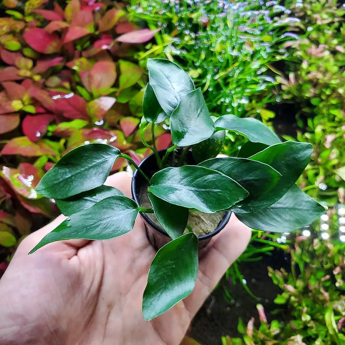 Anubias Live Aquarium Plants - Potted Freshwater Plant for Fish Tanks, Terrariums - Beginner Friendly Low Light (Congensis Mini, 1 Pot) by GreenHaven Gardens