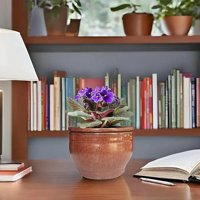 African Violet Pots Self Watering Round Ceramic Violet Pot (Copper, 6 inch) by GreenHaven Gardens