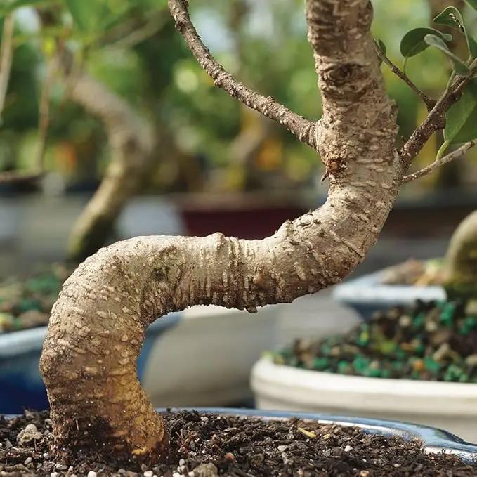 Brussel's Bonsai Live Golden Gate Ficus Indoor Bonsai Tree - Small, 4 Years, 5 to 8 In - Live Bonsai Tree in Ceramic Bonsai Pot by GreenHaven Gardens