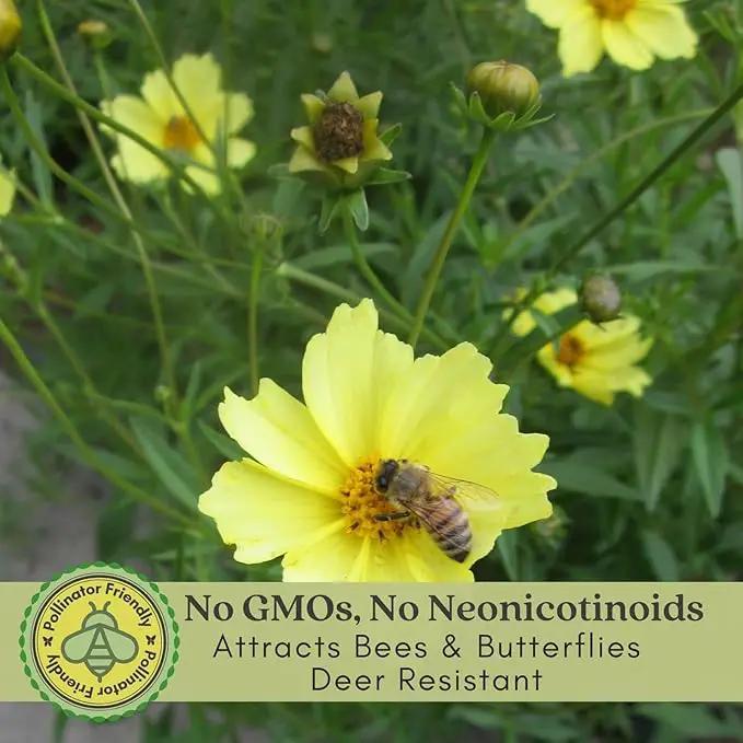 Clovers Garden Coreopsis Moonbeam (Tickseed) Plants – Two (2) Live Plants – Non-GMO - Not Seeds - Each 4" to 8" Tall – in 4" Inch Pots – Hardy Flowering Perennial, Pollinator Favorite by GreenHaven Gardens