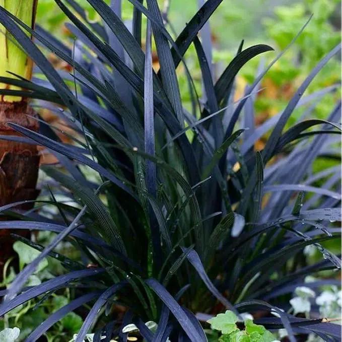Pack 3 Fountain Grass Plants Live, 5-9 Inch Tall, Ornamental Grasses Live Plants Perennial, Well-Rooted Perennial Grass Clumps (Black Fountain Grass) by GreenHaven Gardens