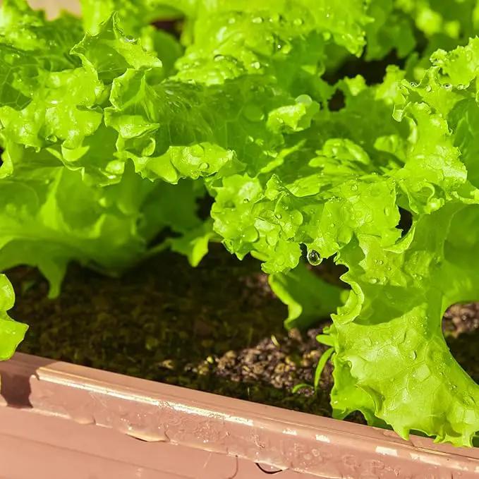 20,000+ Lettuce Seeds, Heirloom Vegetable Seed for Planting Indoor Outdoor, 10 Varieties Fresh Lettuce Salad Seeds Garden Hydroponics Kit - Romaine, Iceberg, Boston, Bibb and More, Non-GMO by GreenHaven Gardens
