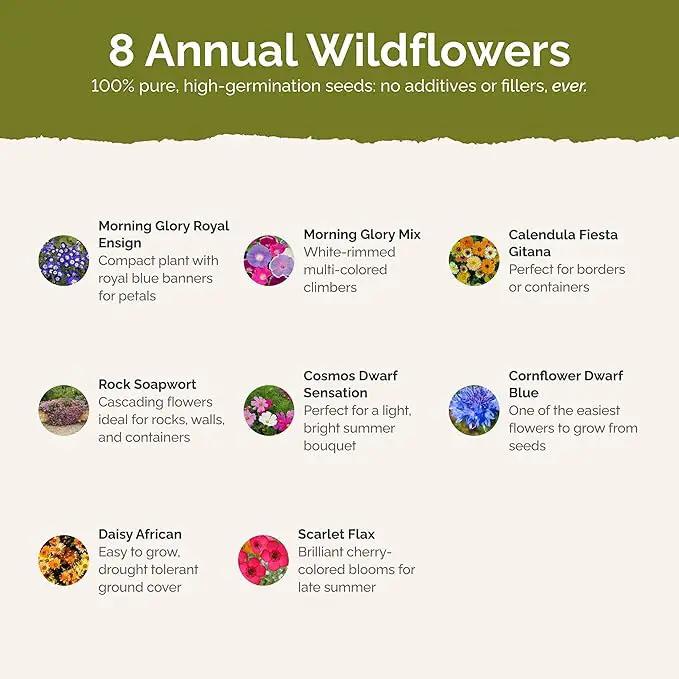 Eden Brothers Royal Meadow Flower Mixed Seeds for Planting, 1/4 lb, 120,000+ Seeds with Morning Glory, African Daisy | Attracts Pollinators, Plant in Spring or Fall, Zones 3, 4, 5, 6, 7, 8, 9, 10 by GreenHaven Gardens
