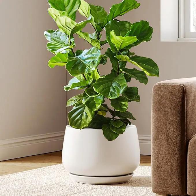 LE TAUCI Ceramic Planters, 12 Inch Pots for Plants, Plant Pots with Drainage Holes and Saucers, Durable and Modern, Planters for Indoor Plants, White by GreenHaven Gardens