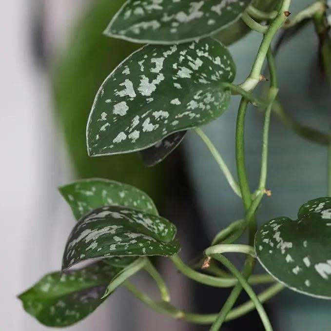 Live Pothos Plants (4PK) Indoor Plants Live Houseplants, Pothos Live Plant House Plants, Money Plant Indoor Pothos Plant Decor, Devils Ivy Trailing Plants Live by Plants for Pets,Black by GreenHaven Gardens