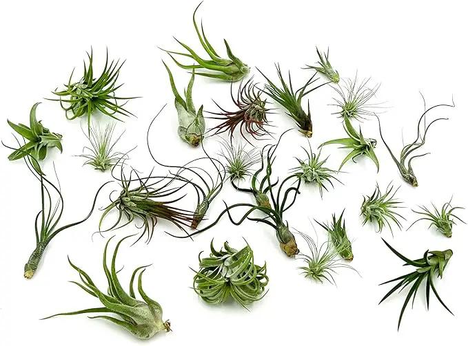 Air Plants Bulk - Tillandsia Variety Wholesale Pack, Regular 1-3" - 25ct - Live Arrival Guaranteed - House Plants for Home Decor & Gift by GreenHaven Gardens