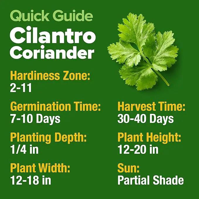 HOME GROWN 𝗨𝗦𝗔 𝗣𝗥𝗘𝗠𝗜𝗨𝗠 500+ Cilantro Seeds for Planting Indoors or Outdoors - Heirloom 𝗡𝗢𝗡-𝗚𝗠𝗢 Coriander Seeds, Grow Your Own Cilantro Plant - Culinary Herb Seeds for Your Herb Garden by GreenHaven Gardens