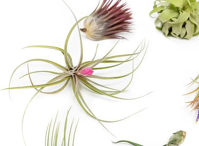 Grab Bag Pack Small & Medium Air Plants - Fertilizer Packet - Wholesale - Bulk - Live Tillandsia - Easy Care House Plant - Succulents, 10 Count (Pack of 1) by GreenHaven Gardens