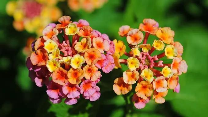 Lantana Confetti | 20 Live Plants | Lantana Camara | Colorful Garden Shrub | Drought Tolerant Perennial Plants by GreenHaven Gardens