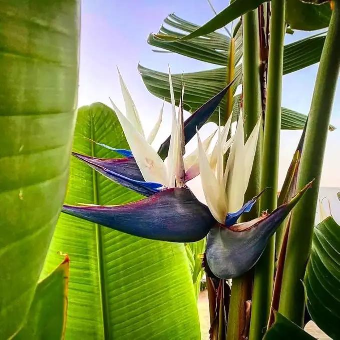 Bird of Paradise - White - Strelitzia Nicholai. (4 White BoP in Cup) by GreenHaven Gardens