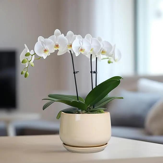 G EPGardening Ceramic Pot for Plants - 6 Inch Planter with Drainage and Ceramic Saucer, Flower Pots for Indoor Plants, Modern Outdoor Planter, Home Decor, Gift for Women Men, Beige by GreenHaven Gardens