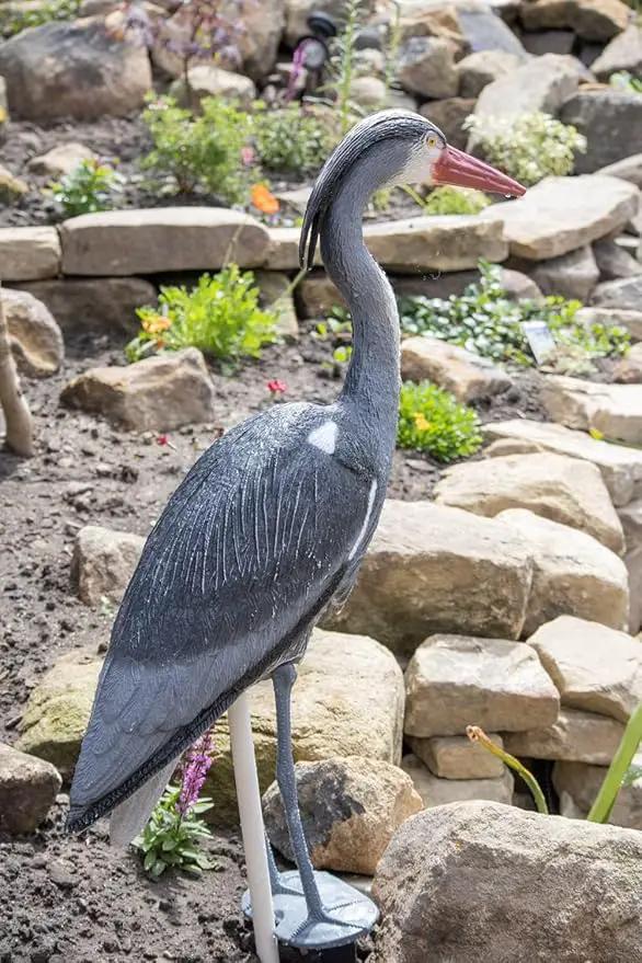 Blue Heron Decoy with Legs & Stake 30'' (76cm) Tall, Adult Blue Heron Statue for Backyard Koi Fish Ponds, Yards & Water Gardens by GreenHaven Gardens